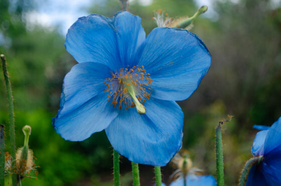 New Year Message from Ringu Tulku Rinpoche