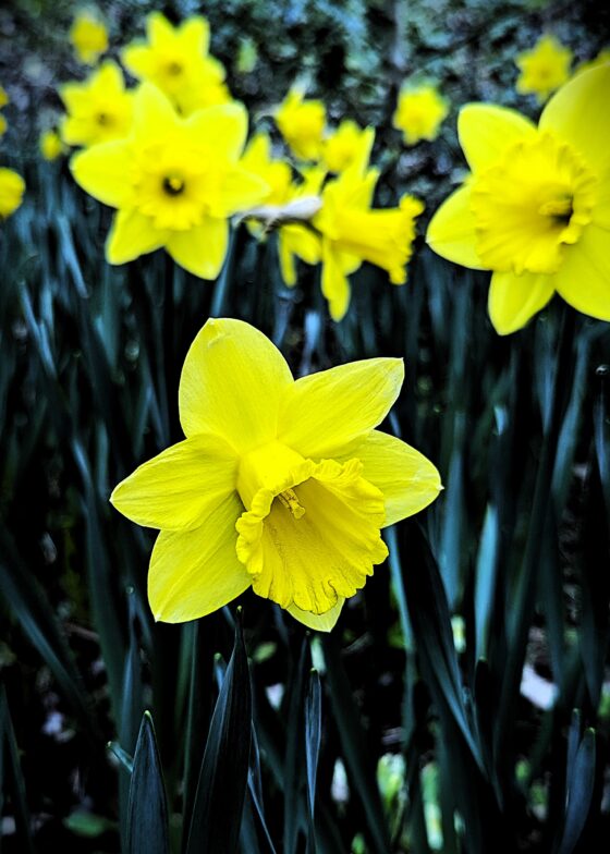 IANTHE PICKLES:  FOUR POEMS